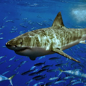 800px-White_shark.jpg