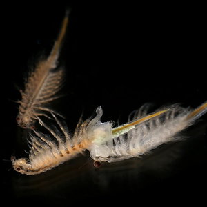 800px-artemia_salina_4.jpg