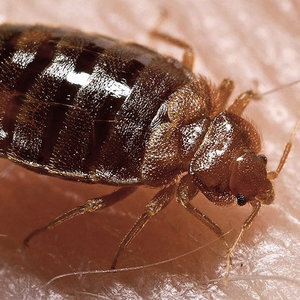 800px-bed_bug_cimex_lectularius.jpg