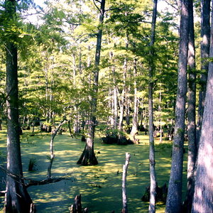 800px-big_cypress_bayou.jpg