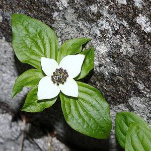 800px-cornus_canadensis_9282.jpg