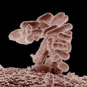 800px-e_coli_at_10000x.jpg