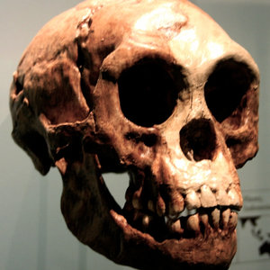 800px-homo_floresiensis.jpg