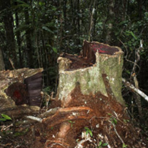800px-illegal_logging_of_rosewood_001-source-wikimediacommons.jpg