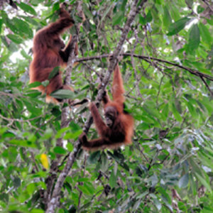 800px-leuser-orangs-wikimedia_commons-sumatra-credit-nomo_michael_hoefner__09n8683.jpg