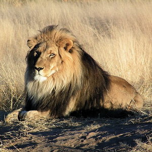 800px-lion_waiting_in_namibia.jpg