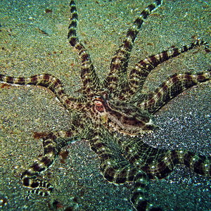800px-mimic_octopus.jpg