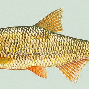 800px-notemigonus_crysoleucas-1.jpg
