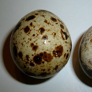 800px-pair_of_japanese_quail_eggs.jpg
