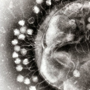800px-phage.jpg