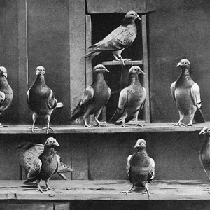 800px-pigeons_voyageurs.jpg