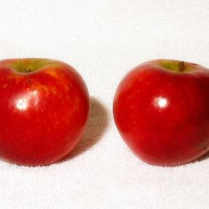 800px-pomme_ariane.jpg