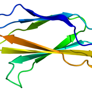 800px-protein_tnc_pdb_1ten.png