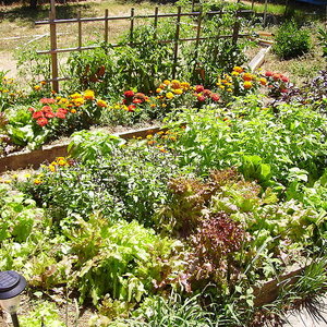 800px-raised_bed.jpg
