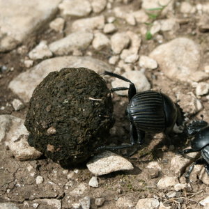 800px-scarabaeus_laticollis_2.jpg