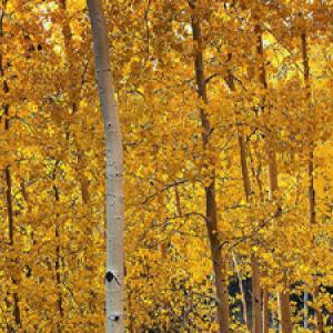 800px-snowbowlaspens.jpg