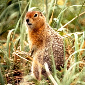 800px-spermophilus_parryii.jpg