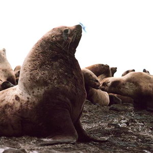 800px-steller_sea_lion_bull.jpg