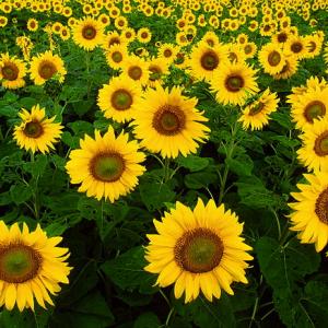 800px-sunflowers.jpg