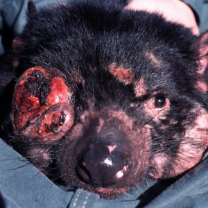800px-tasmanian_devil_facial_tumour_disease.jpg