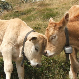 800px-two_cows.jpg