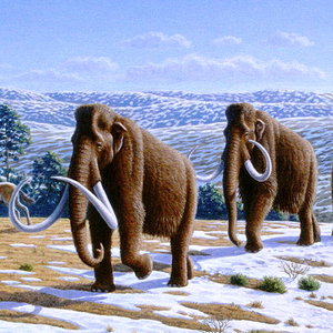 800px-woolly_mammoth_mammuthus_primigenius_-_mauricio_anton.jpg