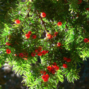 800px-yew_berries-if.jpg