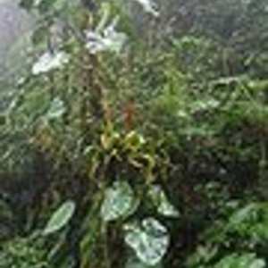 90px-Cloud_forest_panama_2-Photograph_by_Dirk_van_der_Made.jpg