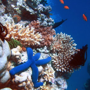 Blue_Linckia_Starfish.JPG_.jpeg