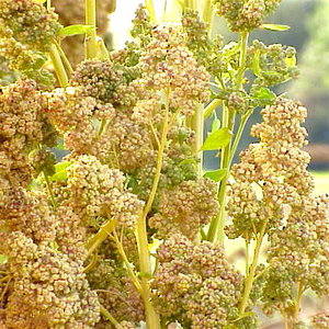 Chenopodium_quinoa0.jpg