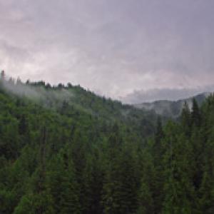 Clearwater_Forest__in_Idaho-PDPhoto.org_.jpg