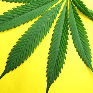 DT_marijaune.jpg