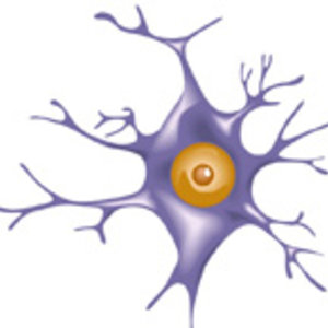 DT_neurone_ok.jpg