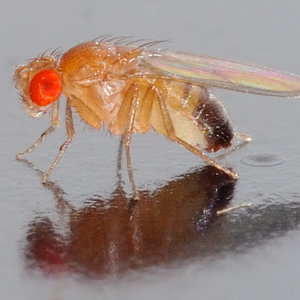 Drosophila_melanogaster_-_side_aka.jpg