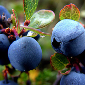 Flickr_blueberry.jpg