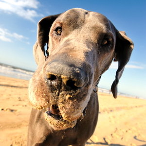 GreatDane.jpg