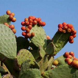 Indian_Fig_-_Opuntia_ficus-indica.jpg