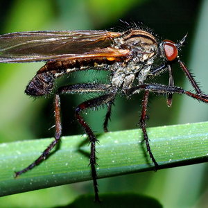 MaleEmpisTesselata.jpg