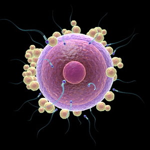 Ovule.jpg