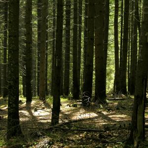 PHOTO-Dreamstimefree_1060802-Marius_Scarlat.jpg