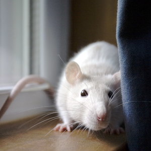 Rat.jpg