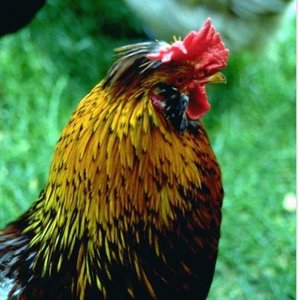 Rz_ANIMAUX079.jpg