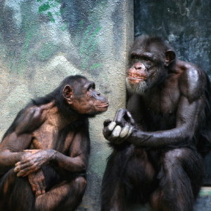 Singes.jpg