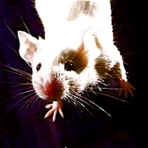 Souris.jpg