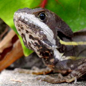 Striped_basilisk_lizard.jpg