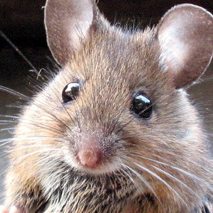 a-mouse.jpg