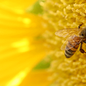 abeille2.gif