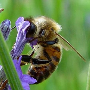 abeille_brune.jpg