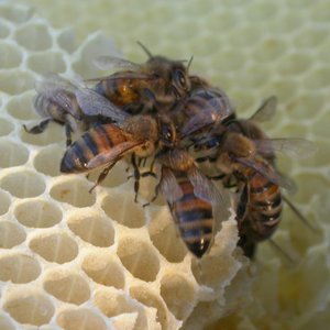 abeilles.jpg