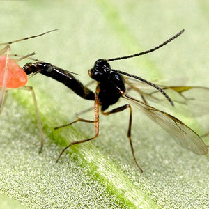 abeillesolitaire_aphidius12_20130701111703_20130701112416.jpg